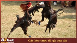 Các loại kèo đặt cược đá gà cựa sắt 8KBET phổ biến