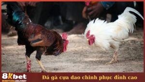 Đá gà cựa dao 8KBET chinh phục đỉnh cao
